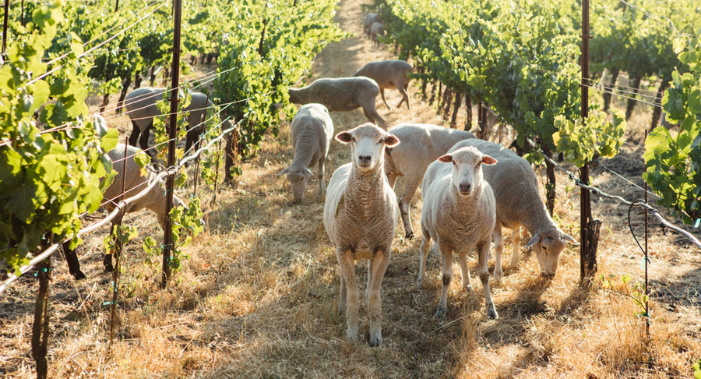 Sheep